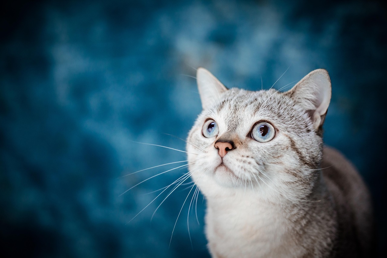 cat, pet, animal, nature, sea, country, pet, pet, pet, pet, pet