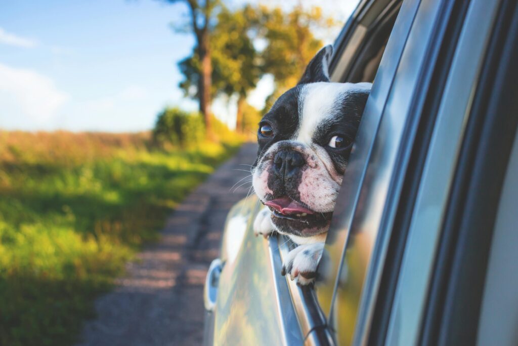 Cute French Bulldog peeking out of car window, enjoying a sunny day drive.