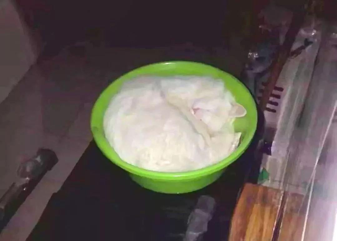 Pet Sleeping Image 4