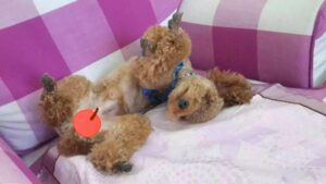 Pet Sleeping Image 3