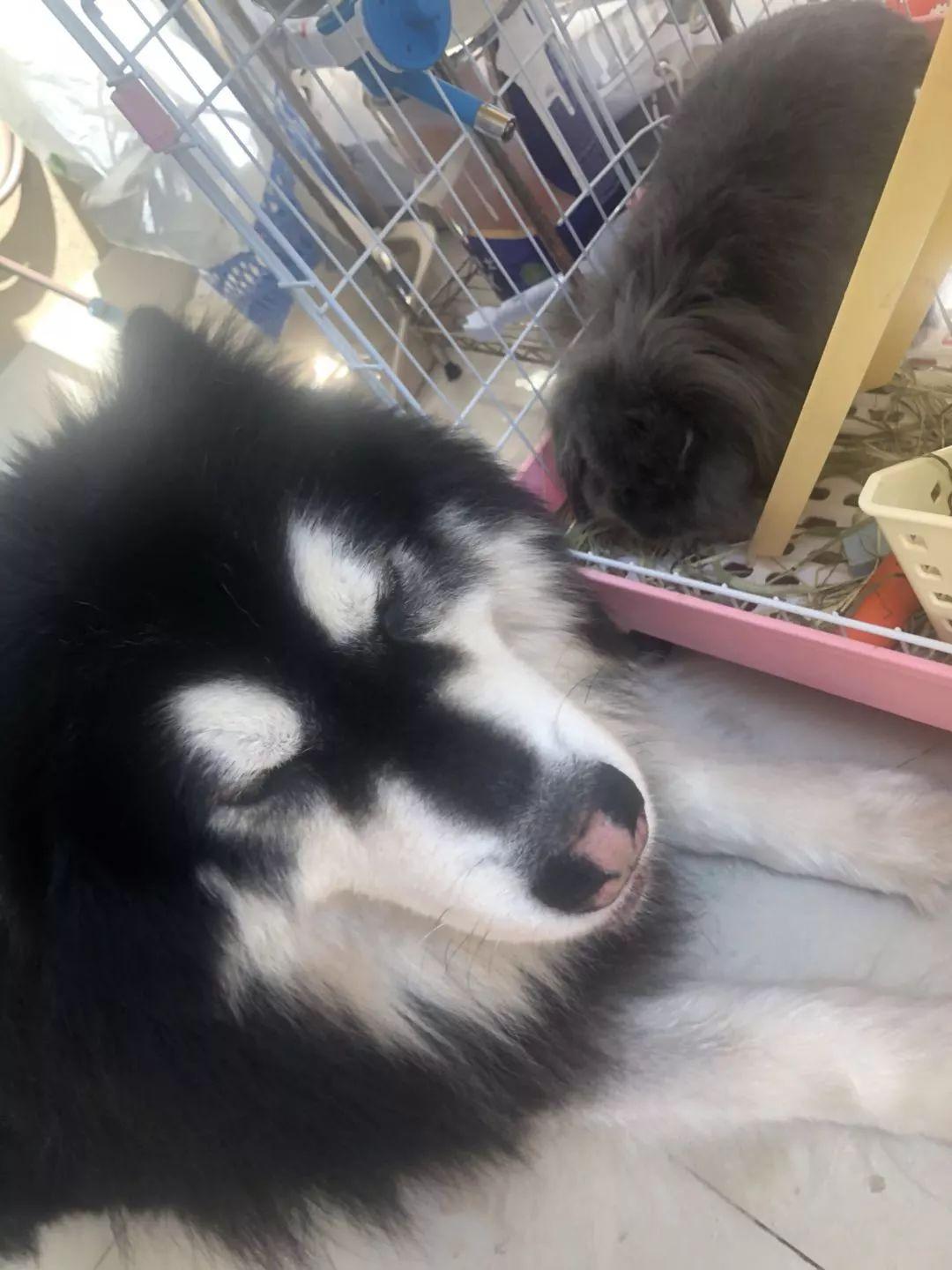 Pet Sleeping Image 6