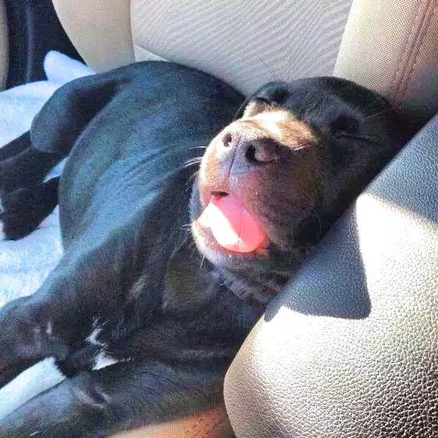 Pet Sleeping Image 1