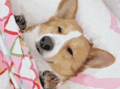 Pet Sleeping GIF 1