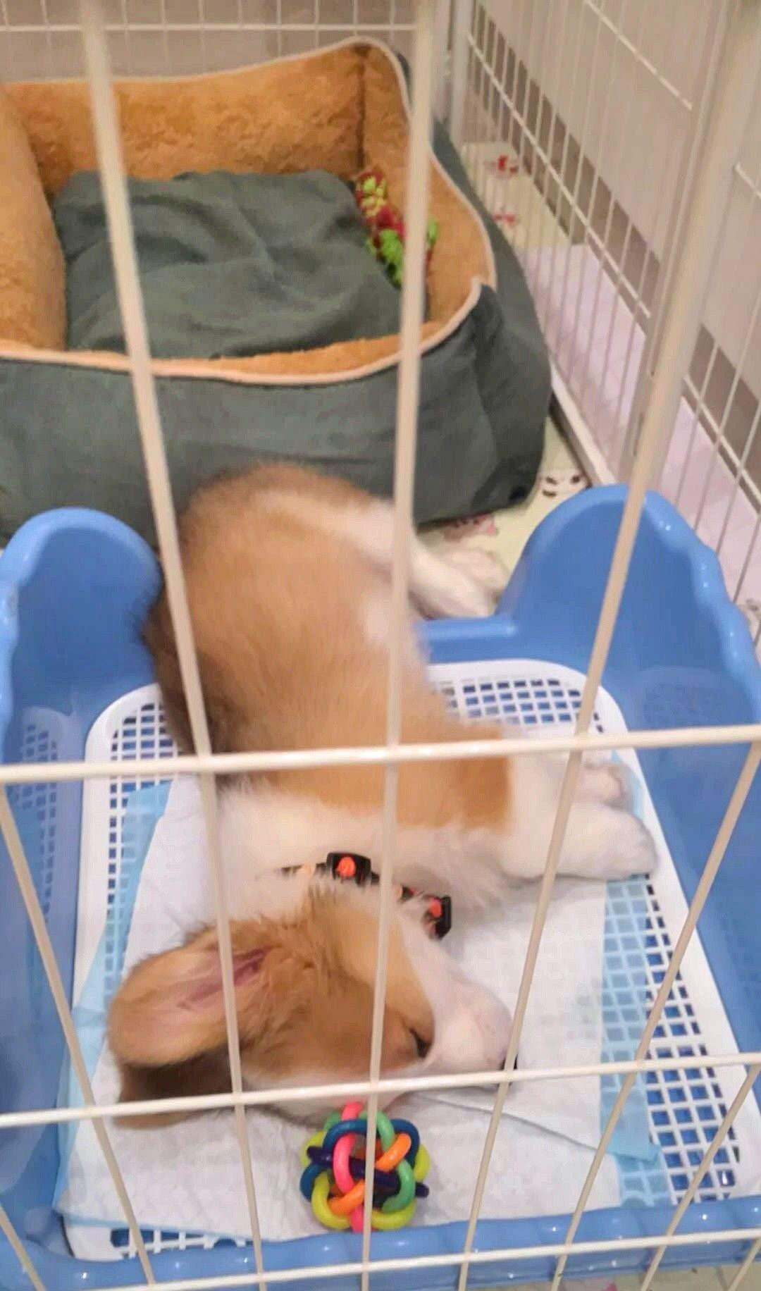 Pet Sleeping Image 5