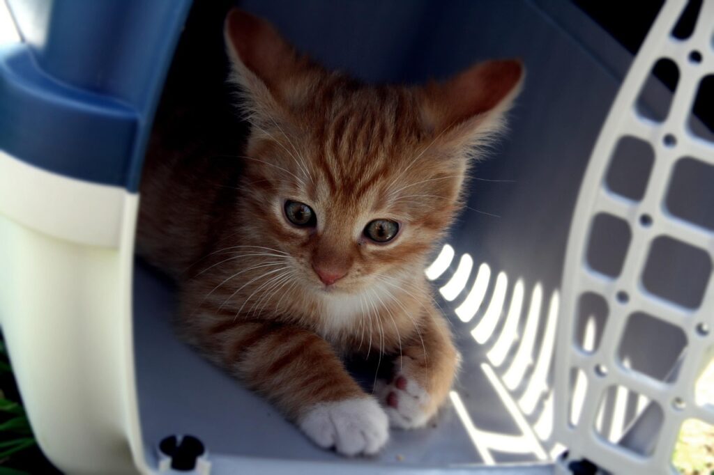cat, transport box, pet, kitten, cat baby, orange, striped, nature, animal, domestic animal, cute