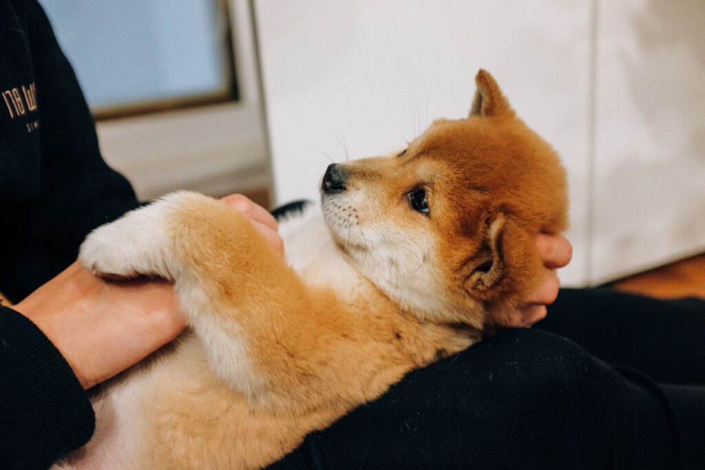 A cute Shiba Inu puppy being gently held indoors, showcasing a cozy and warm atmosphere.