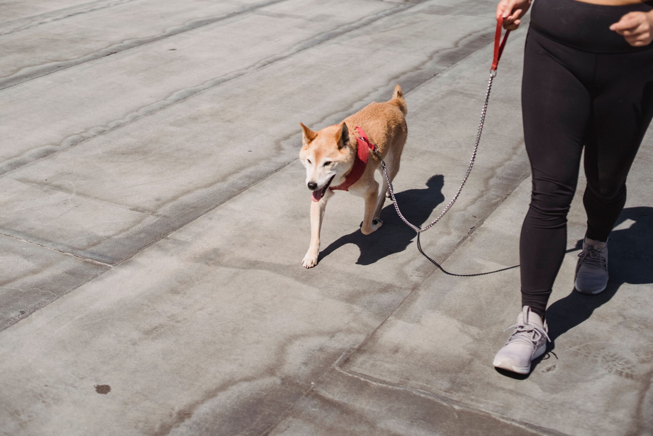 From above of crop anonymous female promenading with funny obedient dog on asphalt