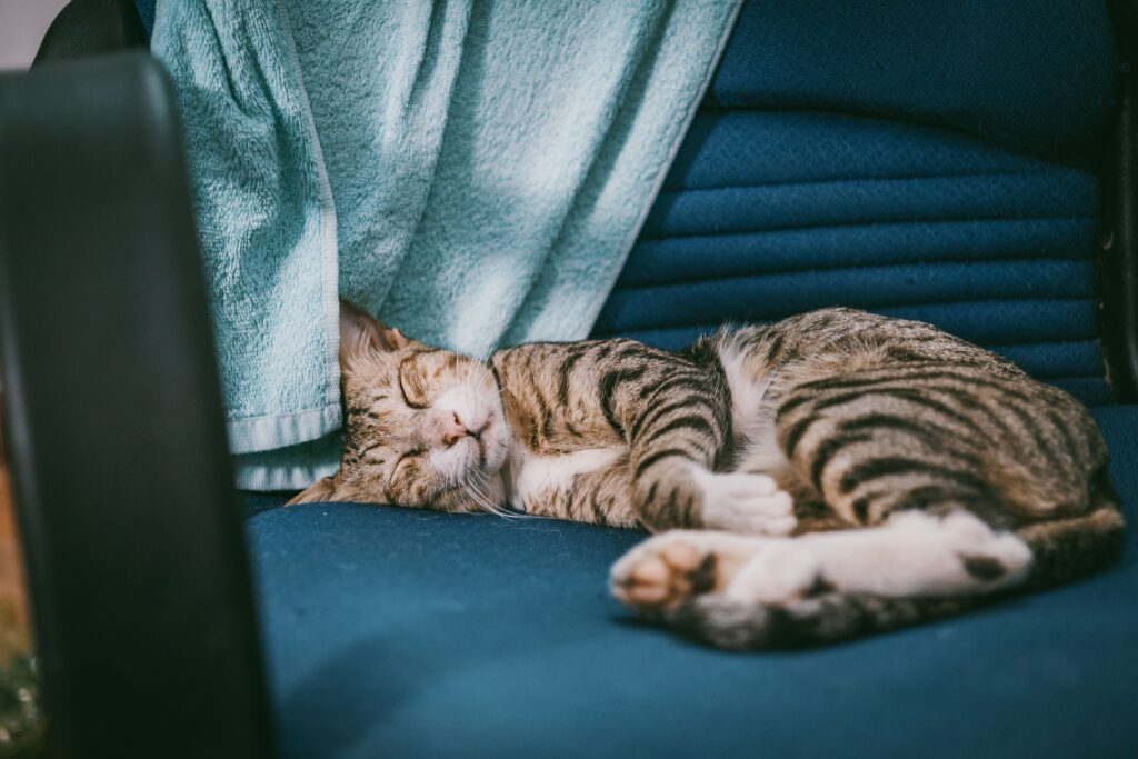 A peaceful tabby cat sleeps soundly on a cozy chair indoors, capturing a moment of tranquility.